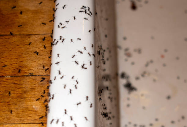 Best Affordable Pest Control Services  in West Glendive, MT